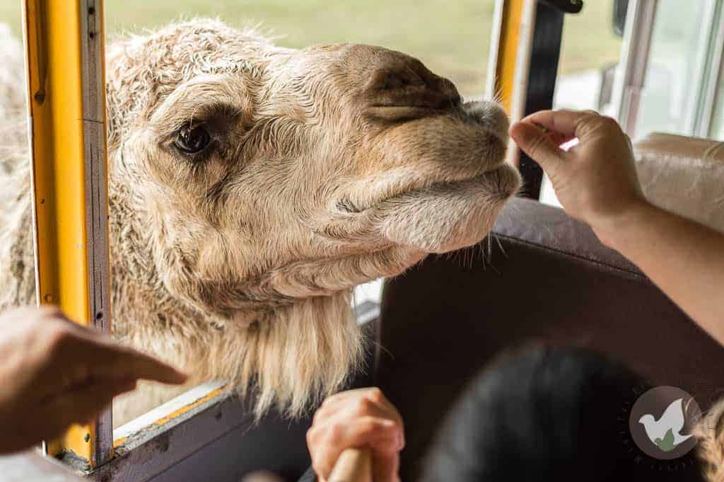 Skip the Branson, MO Zoos and go for a real adventure; Wild Animal Safari : The Fervent Mama- I'm dishing on Branson's best-kept secret, and *spoiler alert* it's not those lame Branson Zoo's. It's the adventure you'll get at Wild Animal Safari!