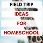 With homeschooling, you have the flexibility to schedule trips to locations that fit with your lesson plans! Here are some simple year-round field trip ideas for homeschoolers!