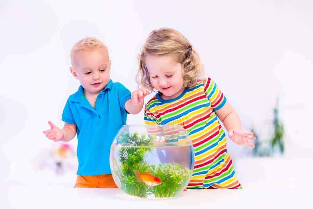 Two children, brother and sister, cute little girl and adorable baby boy feeding a goldfish swimming in a round fish bowl aquarium having fun with their pet at home